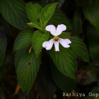 Impatiens cuspidata subsp. bipartita (Arn.) Grey-Wilson